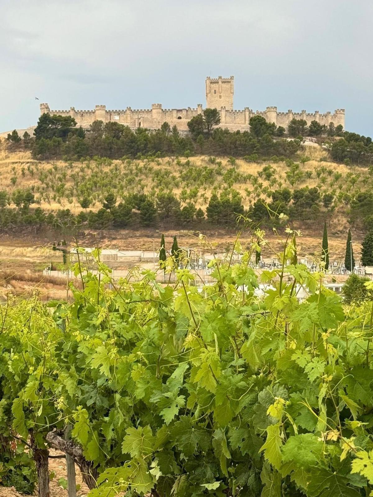 Finca Entrevinedos De Bodegas Marcos Penafiel Exterior photo